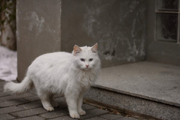 华南猫圈栏目主图：猫咪社区观察局编辑在分析华南地区社区用户数据看板，屏幕显示分区与节点状态