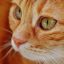 昵称为橘猫大军的用户头像，一只橘猫侧脸