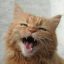 猫咪社区 爱吃鱼的喵的头像，一只橘猫头像