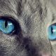 猫友小橘的头像，一只橘猫侧脸