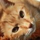 猫友小满头像，三花猫