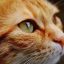 猫友小麦的评论头像