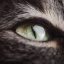 猫友老王评论头像