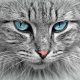 猫友momo头像，白猫蓝眼睛