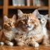 猫咪社区主编陈晓猫头像——温和笑容、居家书房背景、身旁有一只橘猫，体现资深爱猫人士与内容专业度