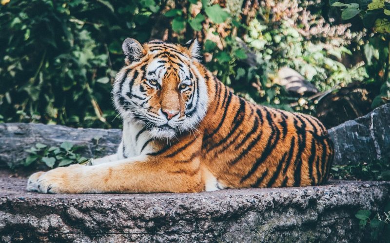 猫咪社区新版官网首页在桌面浏览器中的展示，深色导航栏与推荐内容卡片清晰可见