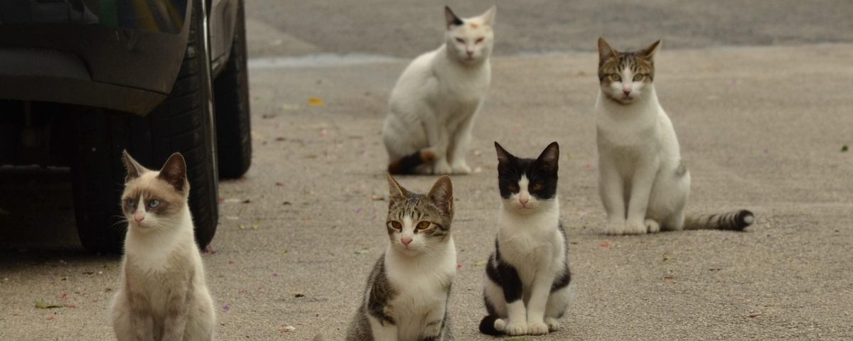 猫咪社区用户正在浏览猫咪视频内容，画面显示手机屏幕上猫咪视频播放界面与互动按钮