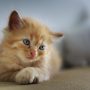 猫咪社区观察局记者林小满的卡通头像，戴眼镜的年轻女性