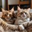 猫咪社区资深版主苏小橘头像——居家环境、两只猫咪趴在肩上、温馨生活感，体现资深铲屎官的真实经验