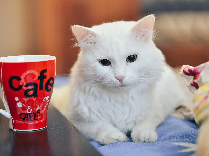 猫咪社区app界面展示图，评测员正在手机上查看热榜列表与问答板块，背景为社区讨论页面