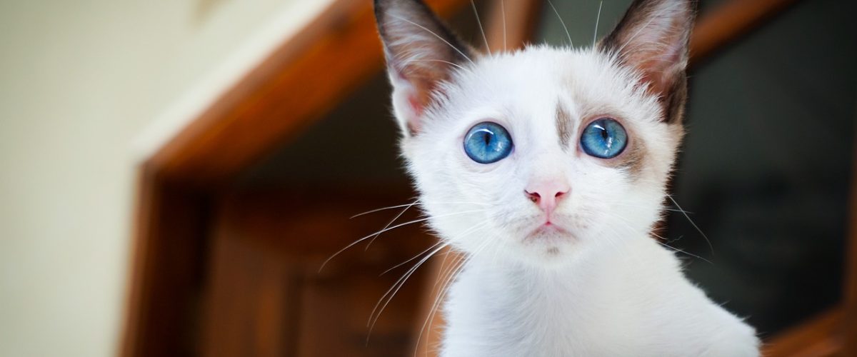 猫咪app与网页版猫咪社区在手机和电脑上界面差异对比场景，左侧手机显示列表式界面，右侧电脑浏览器显示宽屏社区版式