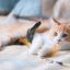 猫咪社区 用户喵喵队阿杰的头像，一只橘猫