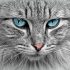 赵清野的猫圈观察员头像，戴着眼镜，背景是书架