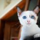 赵清野，猫咪社区观察局华北猫圈观察员半身像